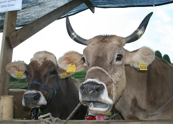 Couette-café La Bergame