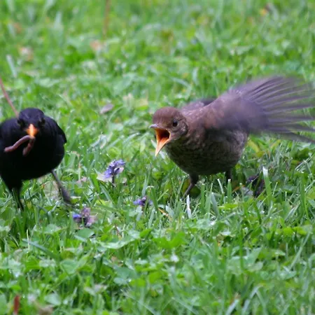 La Oda ve Kahvaltı 3*