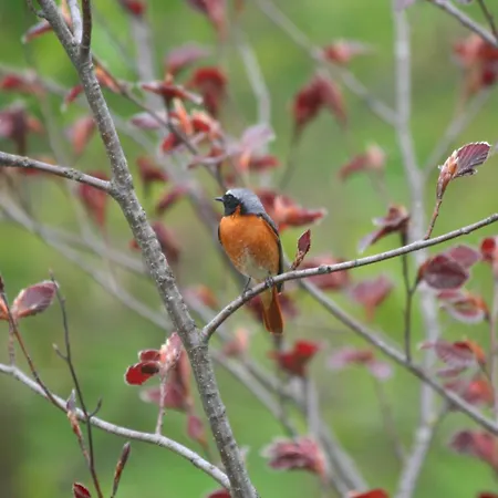 Oda ve Kahvaltı La Bergamo
